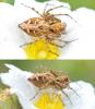 Oxyopes sp.
